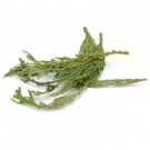 CEDAR TIPS WESTERN RED WC